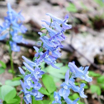 エゾエンゴサクBy円山産
タワー花マンション🤫