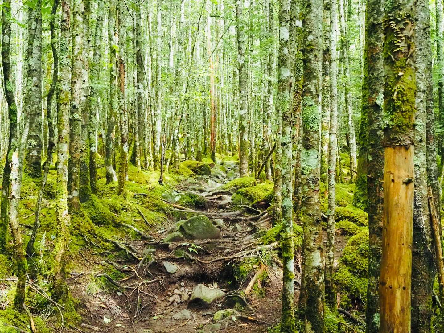 いい感じの景色に癒される
滑りやすい岩ゴロを気をつけてくだる