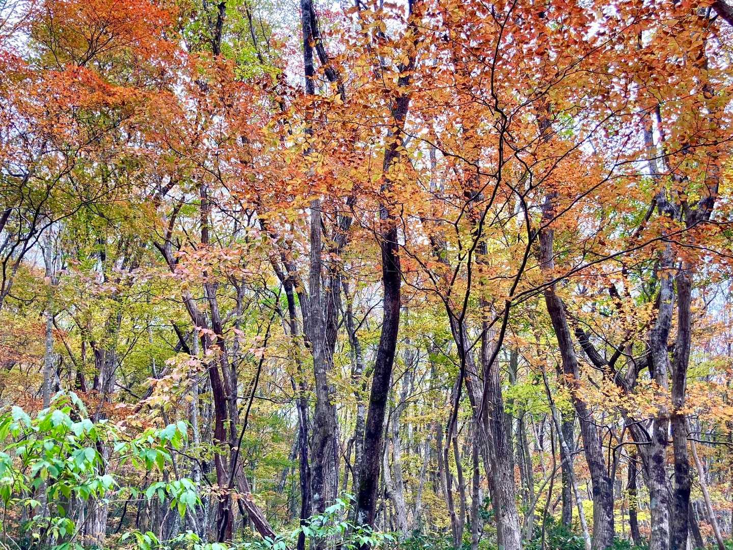 下山時のブナ林の紅葉が見事で綺麗だった😍
