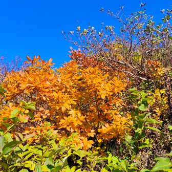 駐車場の紅葉🍁は見頃〜〜