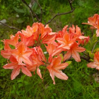 駐車場近くにて　レンゲツツジ🌺