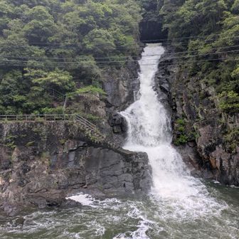 千苅ダムの魚路の水量もすごい迫力！😮