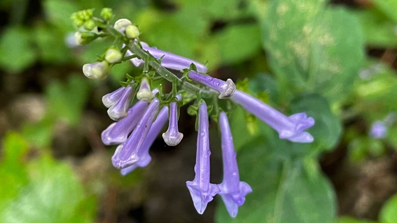アキチョウジ💜