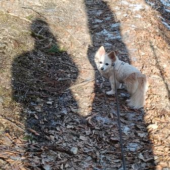 下りは追いつけないくらい早いです。
