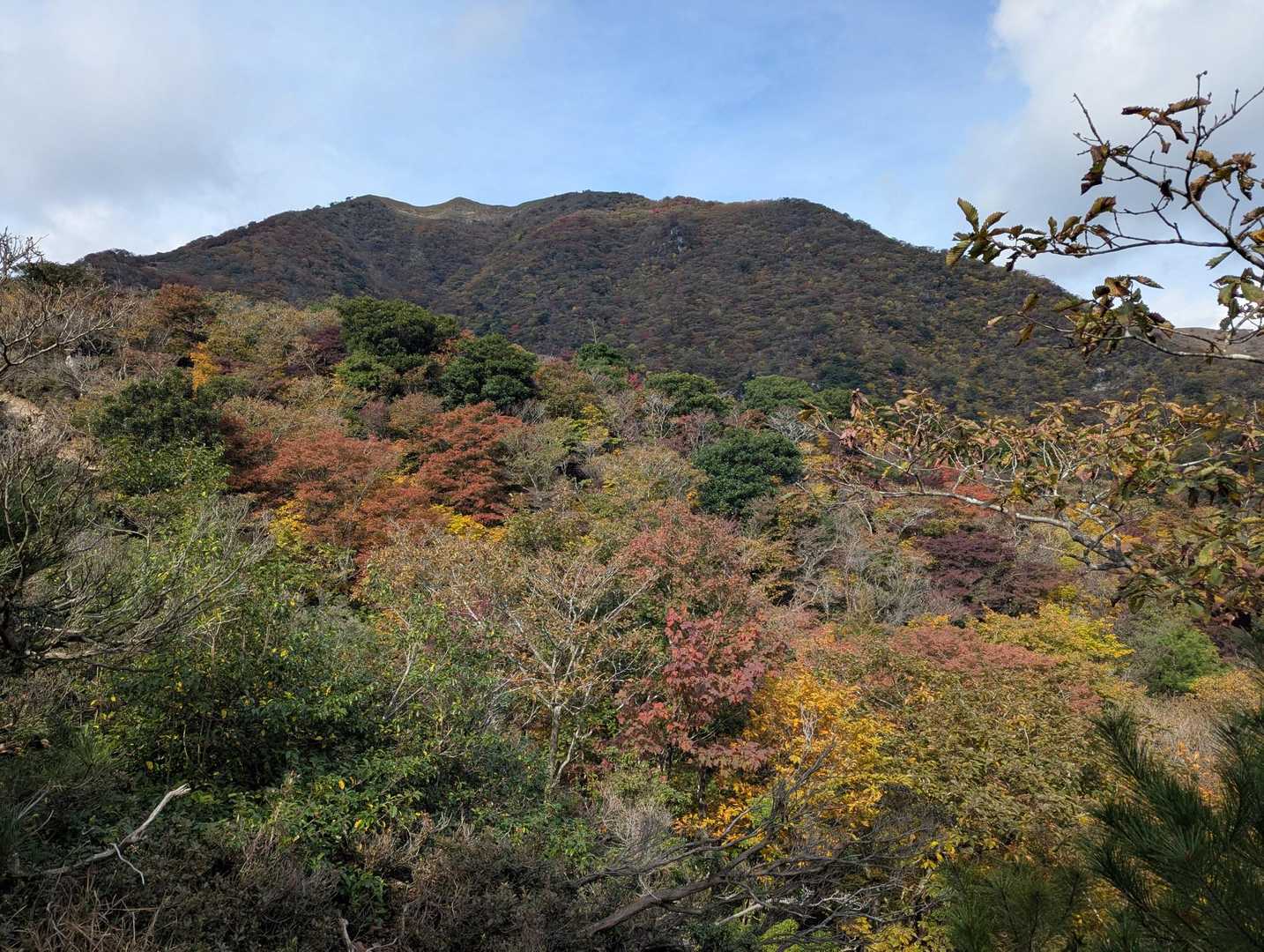 🍁