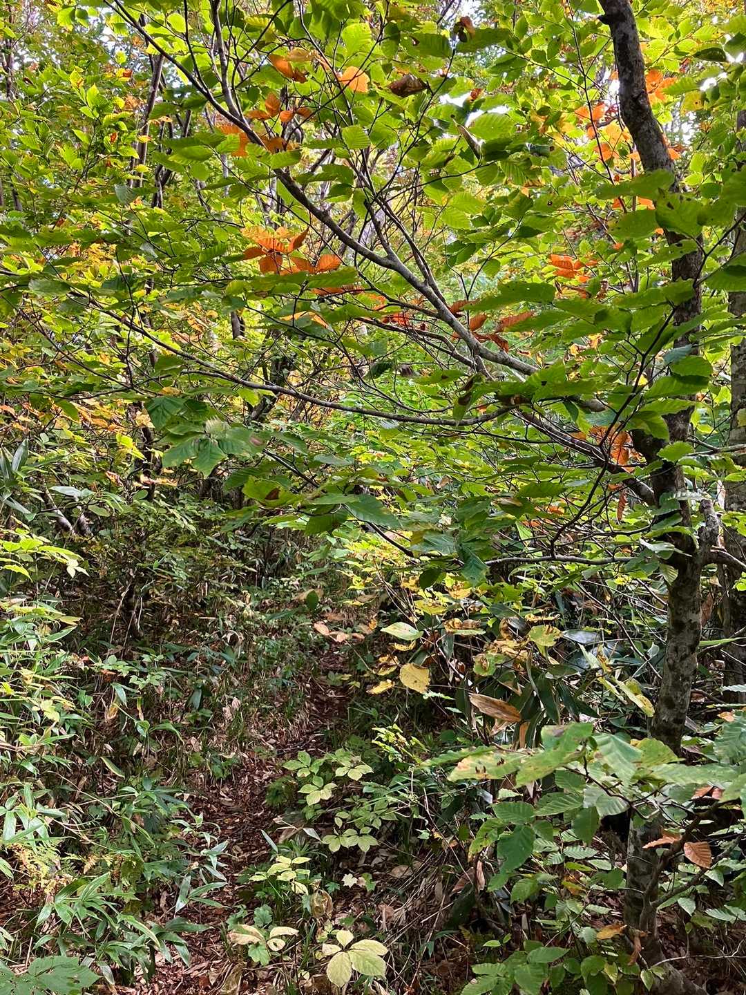 紅葉のトンネルは、ボーナスステージと言っていいくらい緩い登りだが、疲れていて加速しない。