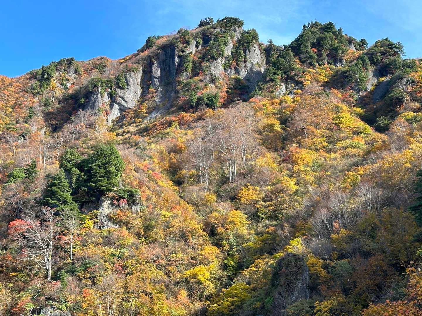 稜線近くに来ると岸壁と見事な紅葉を拝めます。いーい雰囲気です。