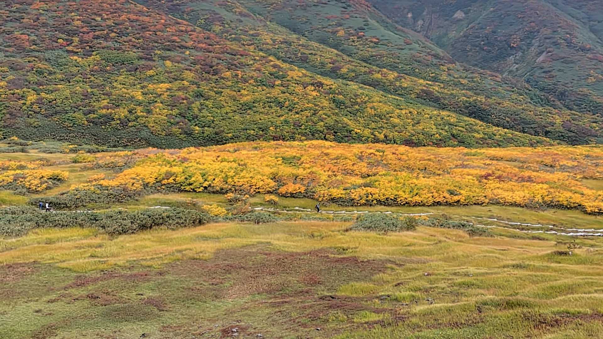これだけの黄色紅葉は初めて見ました!
素晴らしい！
写真だと表現できないが、肉眼で見たら凄いです😊