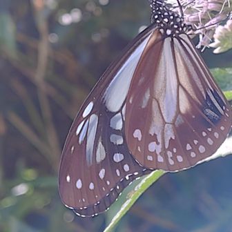 旅をする蝶🦋
東南アジアから飛んで来ます。
