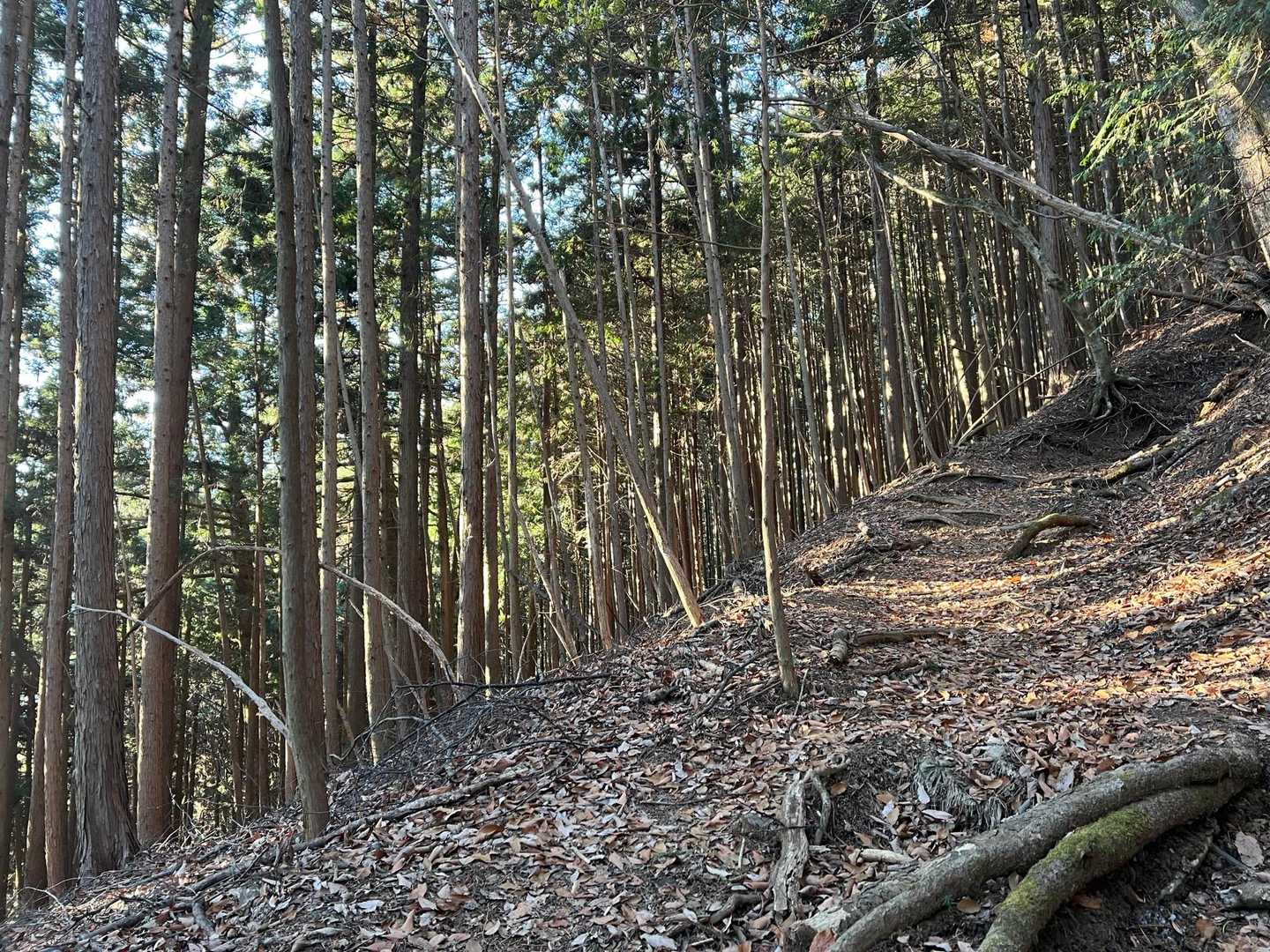 歩き易い登山道です