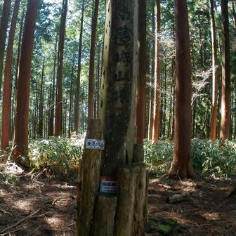 南葛城山の三角点へ行ってみた
