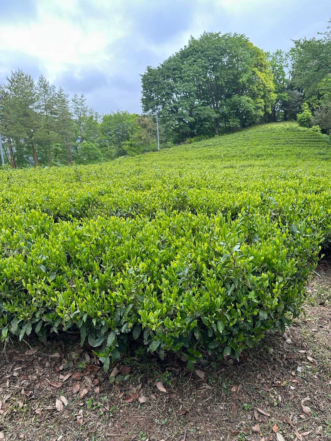 お茶畑もある