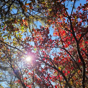 紅葉はまだこれから