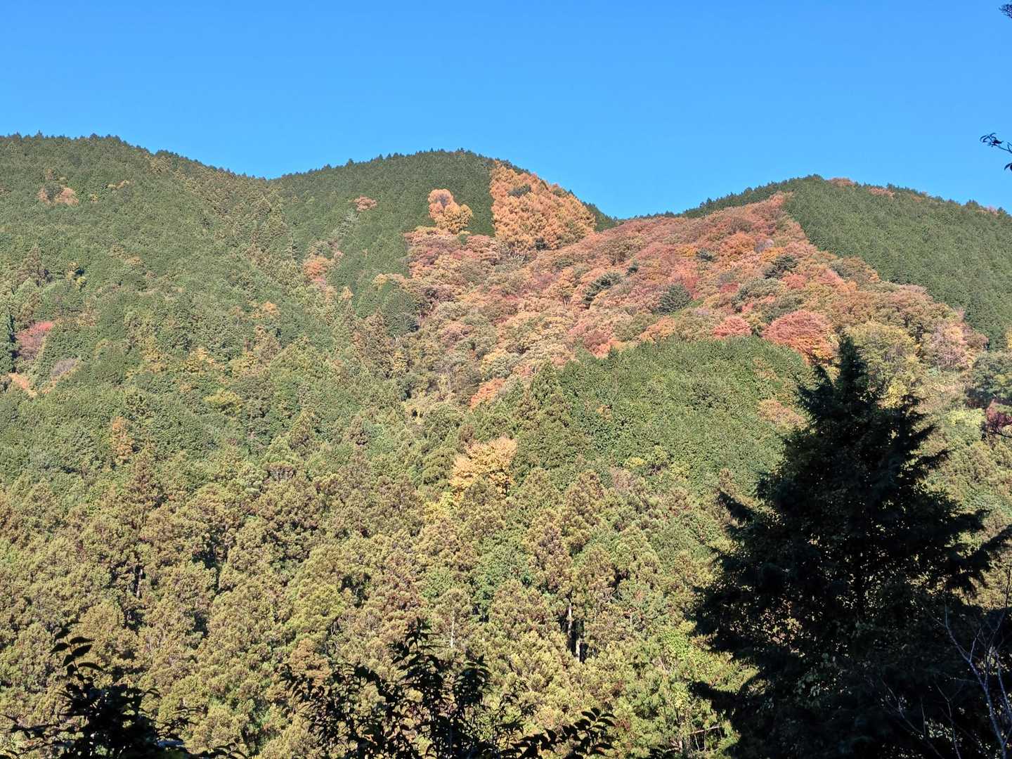紅葉