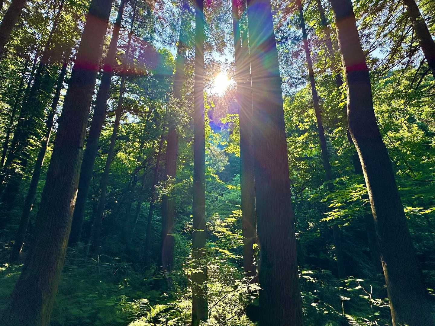 今日もありがとうございます。
太陽に感謝すれば太陽も味方してくれます。