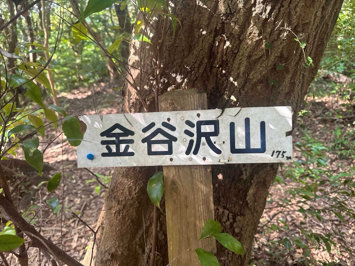 金谷沢山もスルー