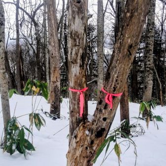 標識代わりのピンテかな🎀
かわいい看板付けてほしい🪧