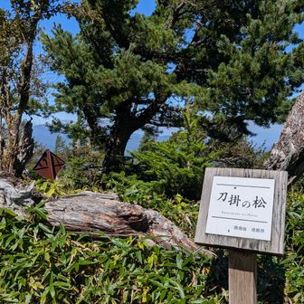 源平合戦で敗れたのちにこの地へ落ち延びたとされる安徳天皇が、宝剣を納める道中で休憩した際に刀を掛けたと伝わる、登山道沿いの伝説的な名木です。