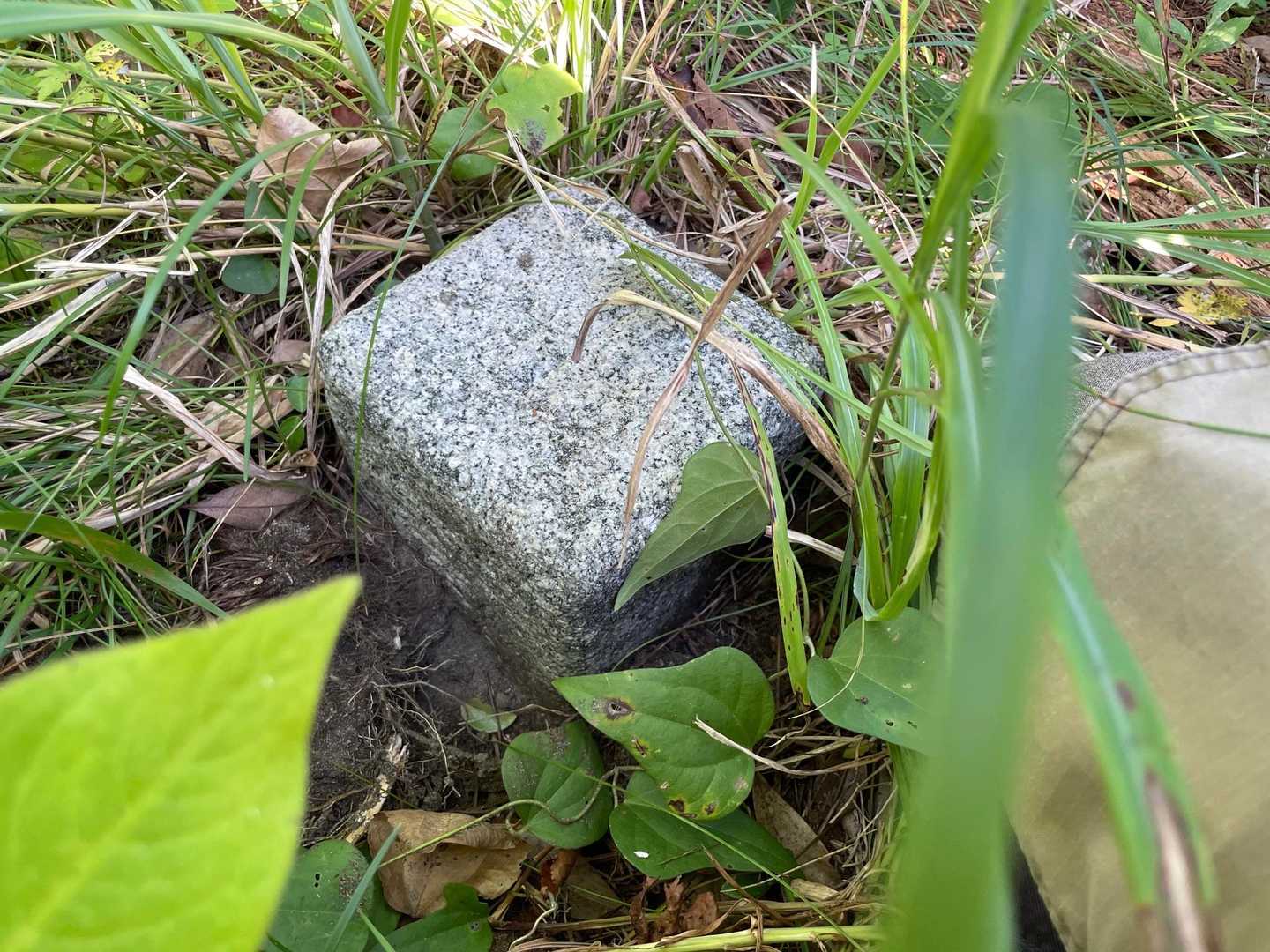 パンパカパーン♫

三角点、いた〜＼(＾＾)／

ピンクリボンゾーンの真下の草に埋もれてましたよ。これじゃ中々分からないな〜^^;

三角点：
やっと来たか。お前、角田山に通うようになって５〜６年経つだろ。来るの遅いよ。

わたし：
いや〜、どこにいらっしゃるのか分からなくて。ご挨拶に来るのが遅くなって申し訳ありません^^;

さて、これで角田山中にある全ての三角点さんにご挨拶が出来ました。本日の目的は達成出来ましたので宮前コースに戻り山頂を目指す事に致しましょう(*´ω`*)