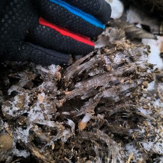 霜柱がザクザク❄