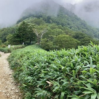 稜線付近ガスが掛かっていますが雨の気配はありません。