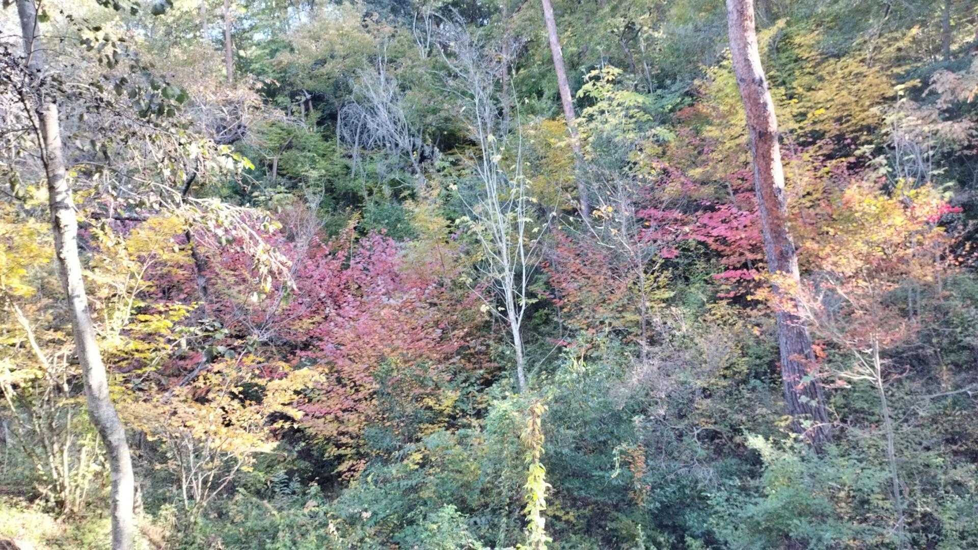 大野権現山 周回コースの写真