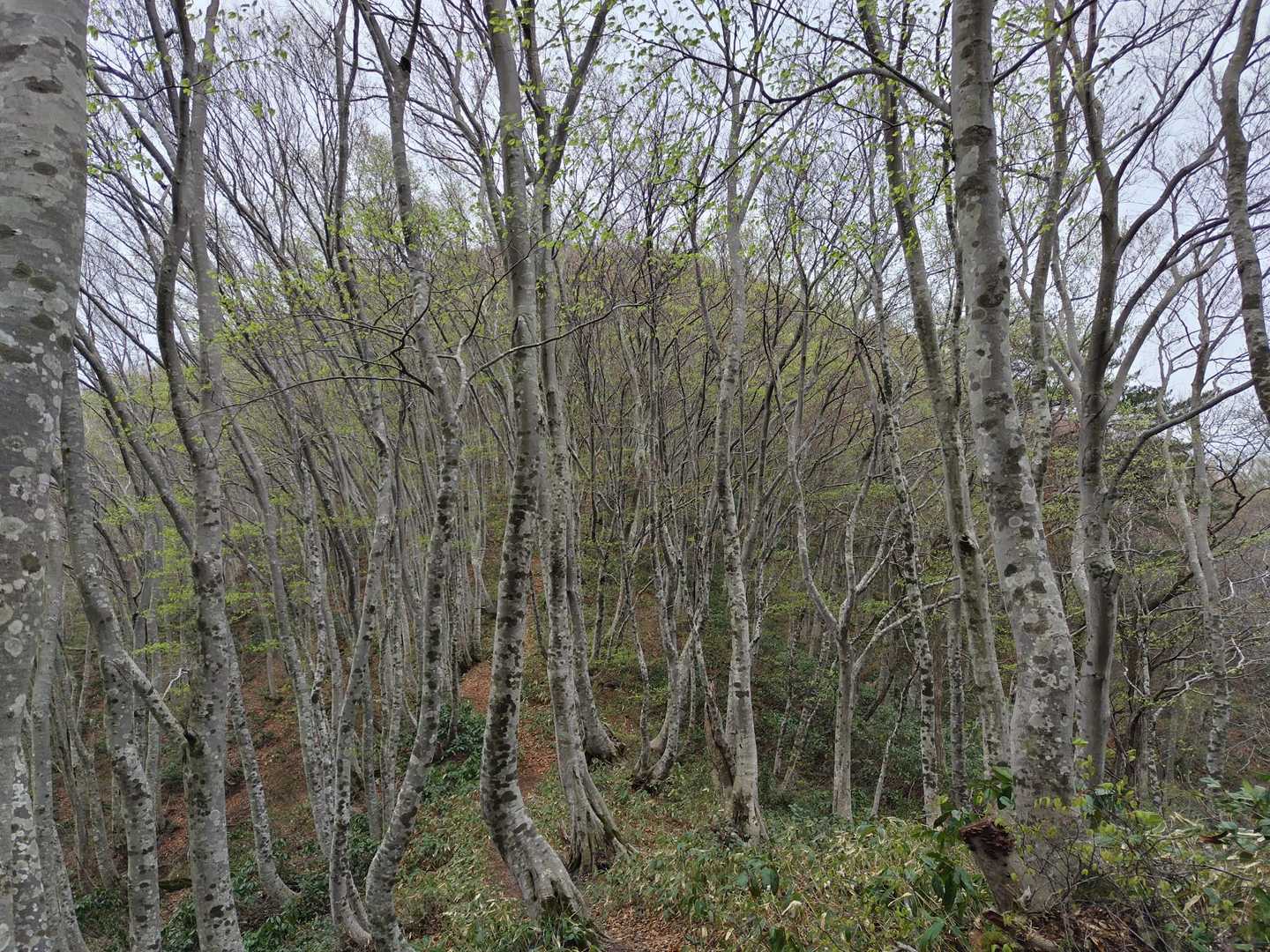 ブナの木立越しに高坪山の山頂が見えました