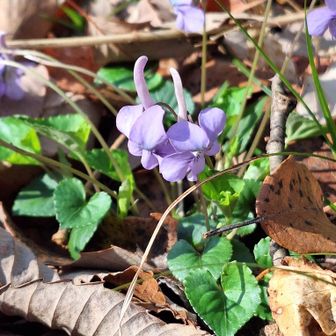 タチツボスミレ？
ナガハシスミレでした。ユーさん、いつもご教授ありがとうです。🙇