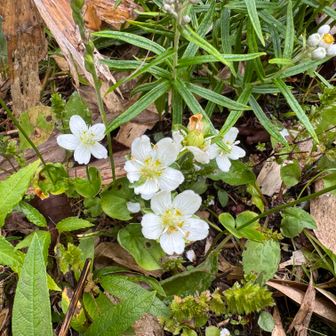 意外にお花もたくさん咲いていました。これはウメバチソウですかね？