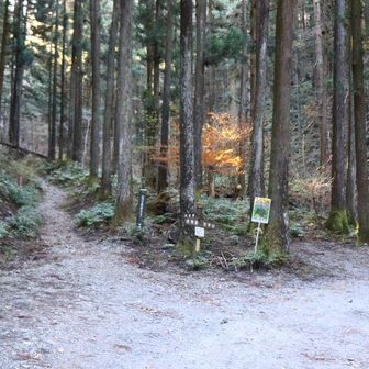 左、妻坂峠を目指します。