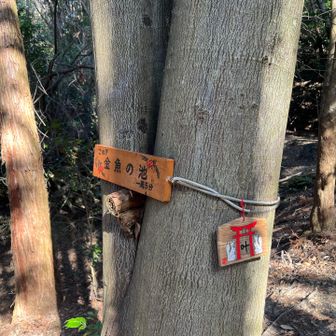 金魚がいっぱいいるらしい(見に行ったことない😅)