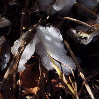 今季初見のシモバシラ🤩