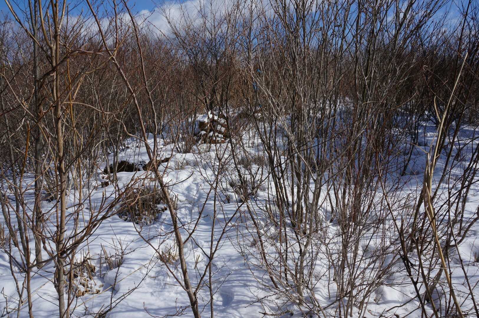 鉢森山（宮城県）の写真