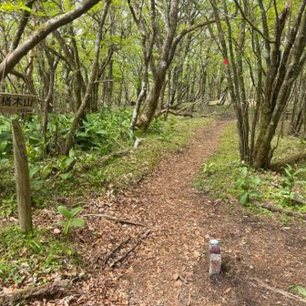 真っ平らな登山道の途中になぜかピークとされる楢木山通過。