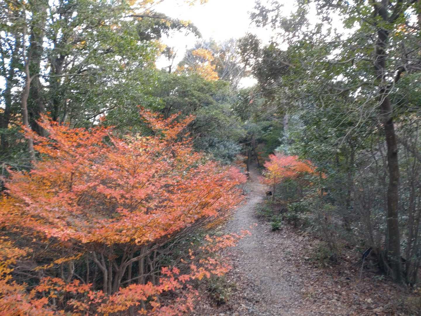 宮路山 往復コースの写真