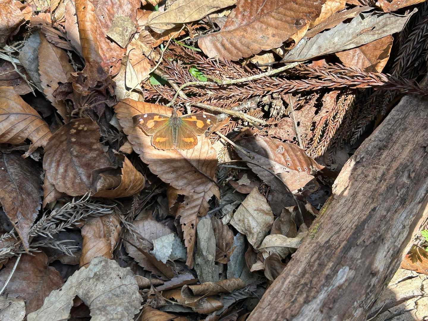タテハチョウ🦋