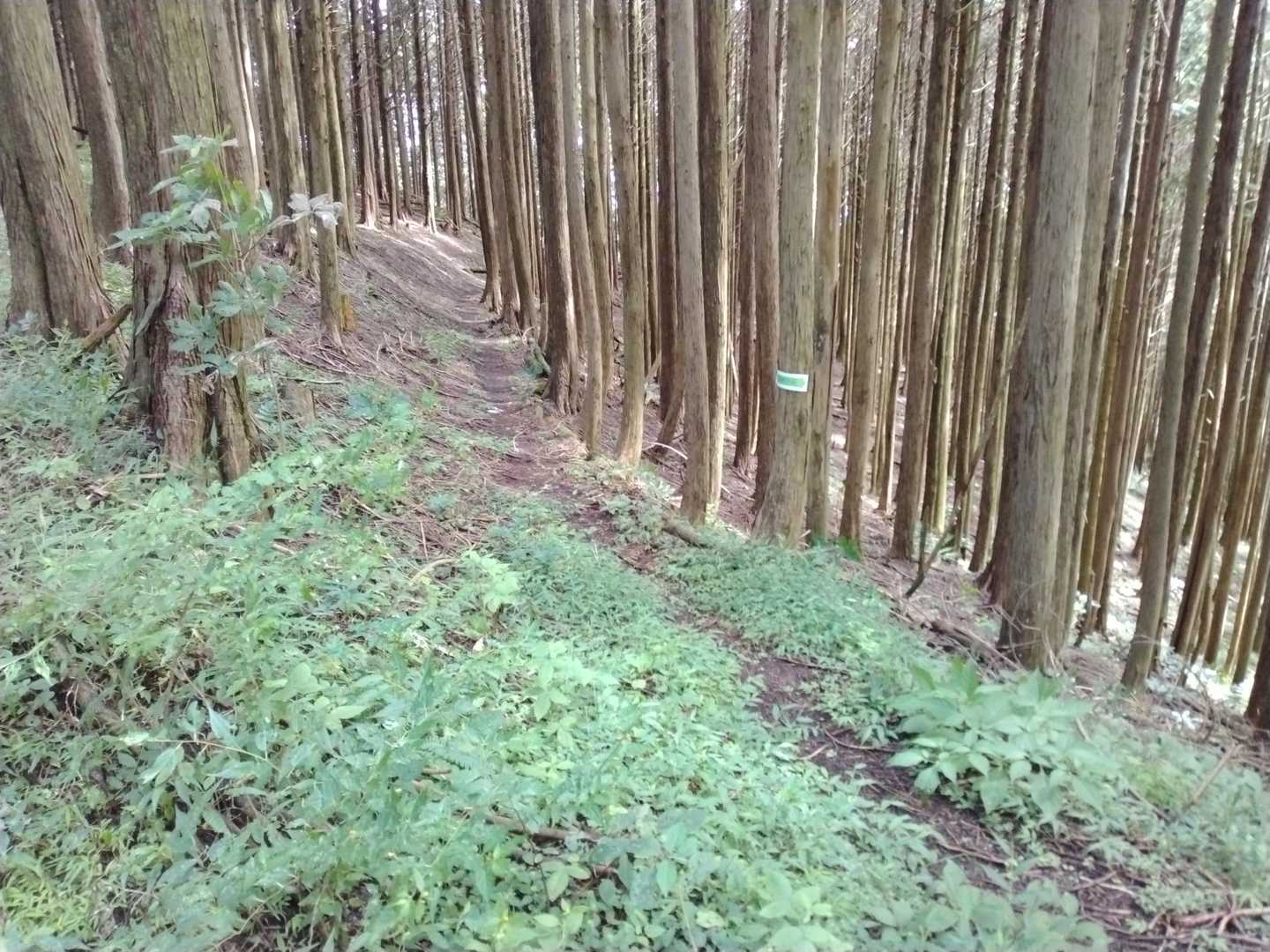 朝原寺道 分岐。