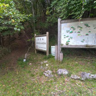 矢筈峠に戻って今度は土佐矢筈山に登ります。