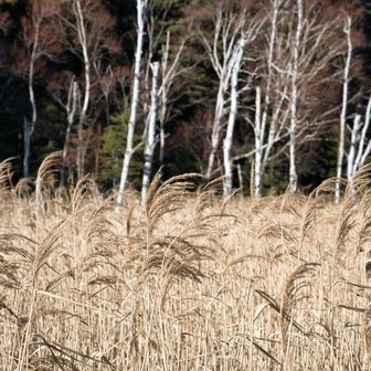 風は弱いし、空もそこそこ明るい🌾