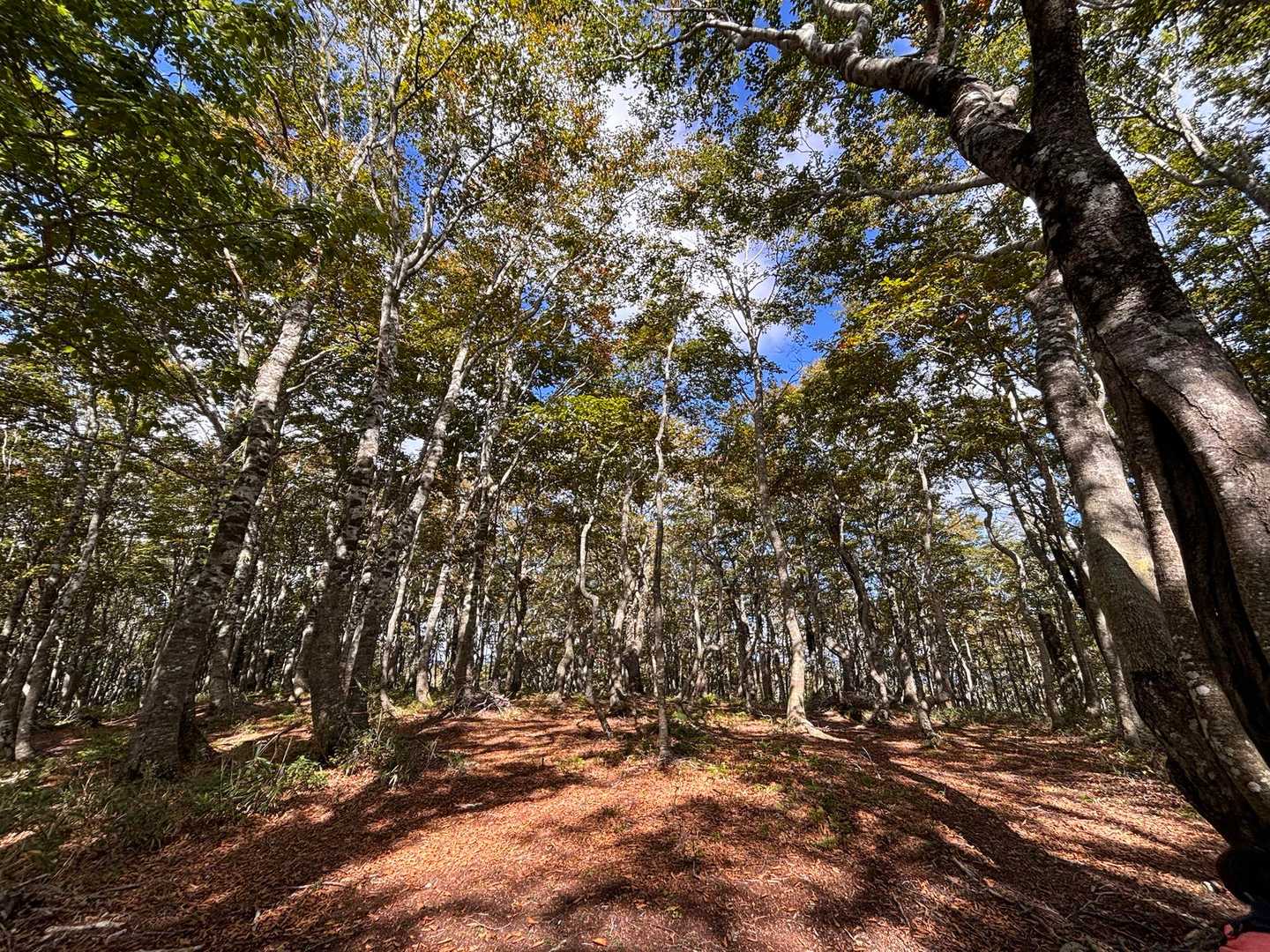 ブナの森に出ました
泊まりたいくらい平坦なノンビリできる森🌳🍃