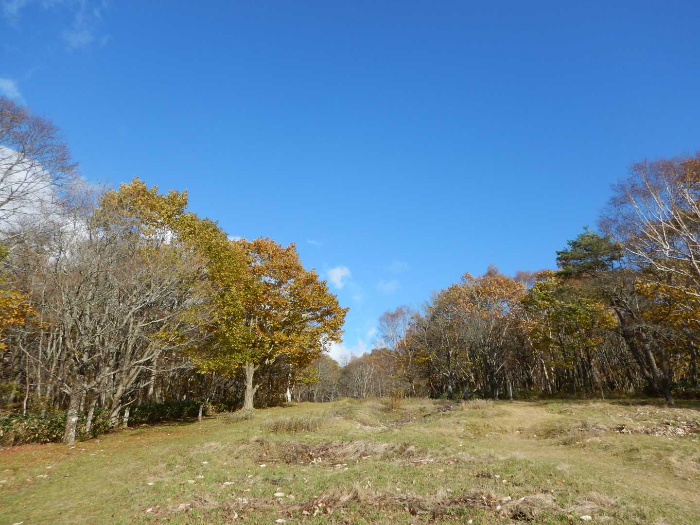 高原の紅葉🍁が岩手だな~