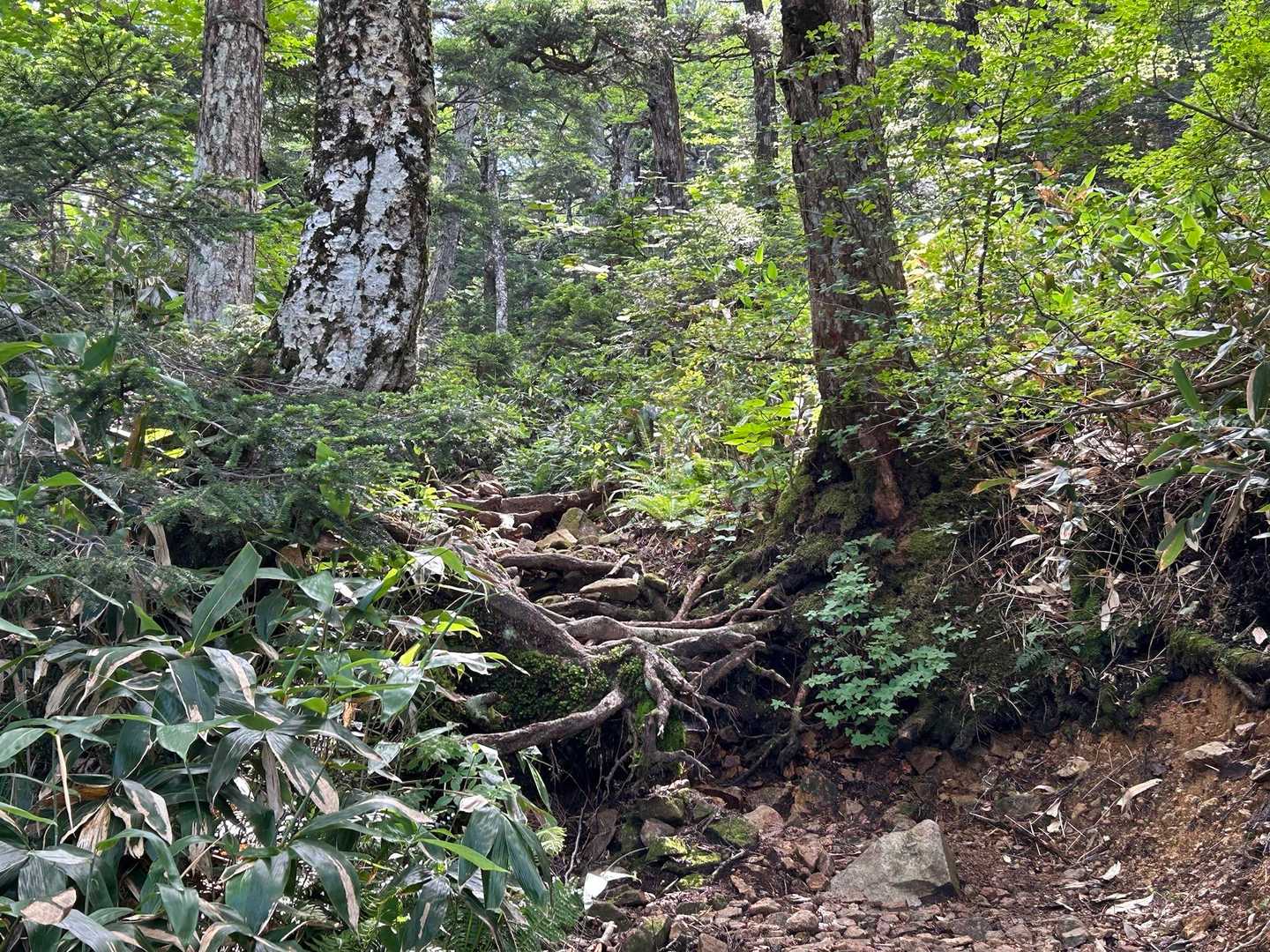 地蔵峠-地蔵山-堂岩山-猟師の頭-白砂山 往復コースの写真