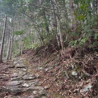 冷水山・百前森山・果無山 石畳　熊野古道っぽい