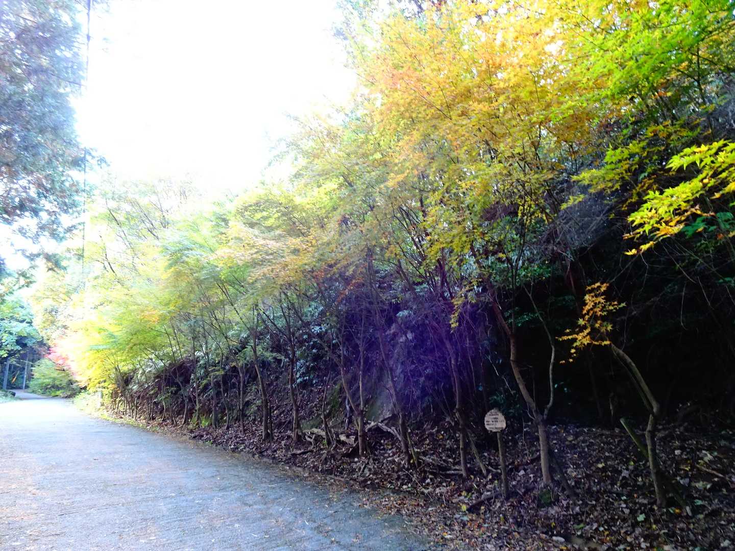 ウーン、この辺はいずれ あこうなるっちゃろうか…🤔💦
初雪と紅葉のコラボになるかもしれんね。