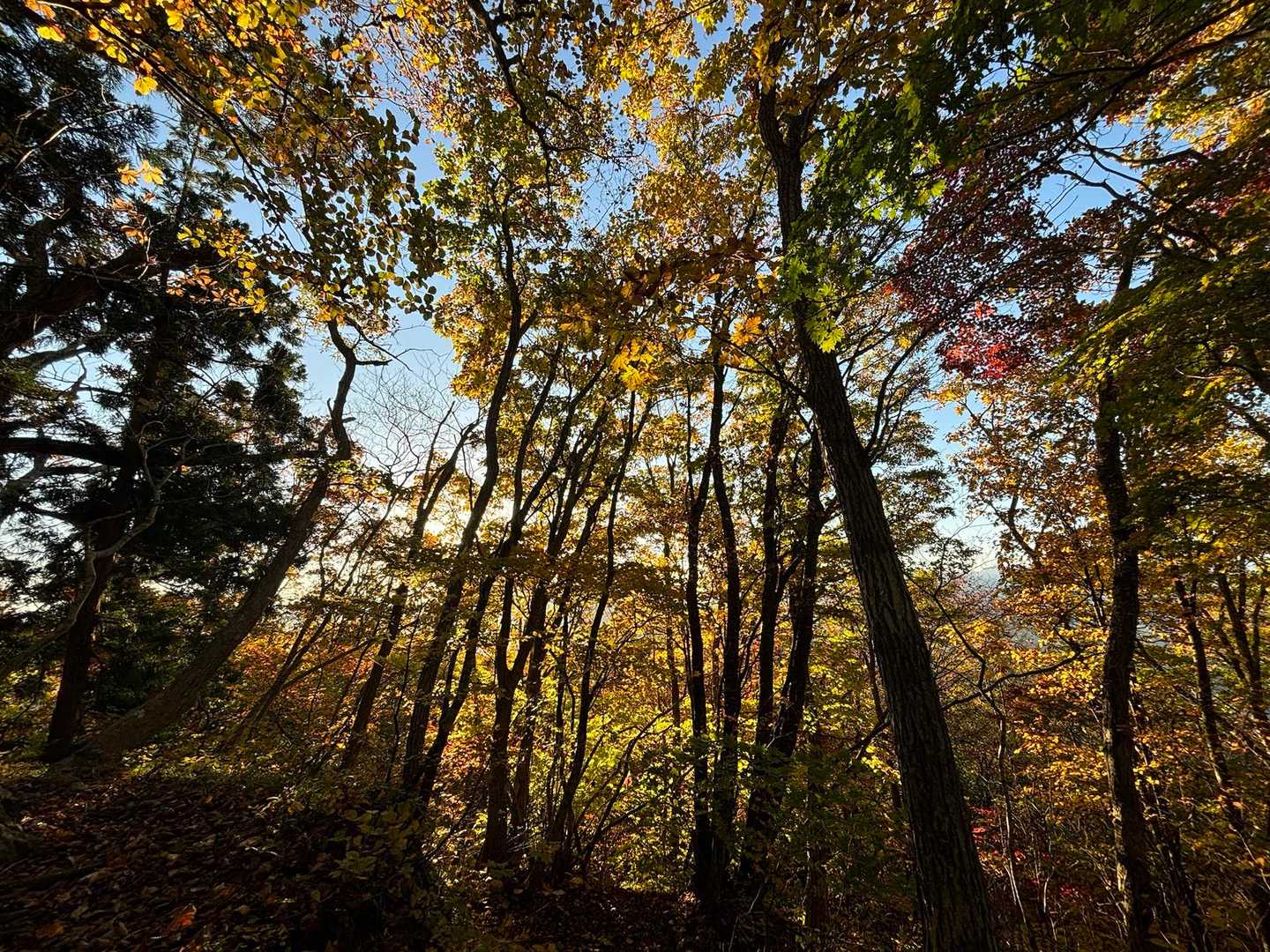 秋🍂ですね