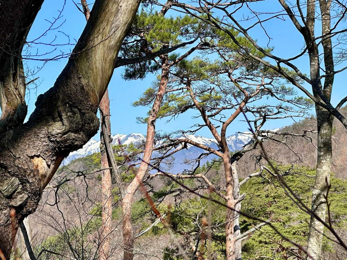 そして、進行方向左側、松の木越しに見えるのは
仙ノ倉山〜万太郎山辺りでしょうかね
まだ雪が多そうです