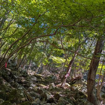 足場の悪い岩だらけの所をひたすら登って、御坂峠までが遠かった😩
何度も地図をみたよ😅