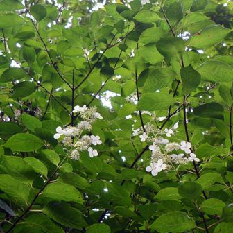 画像に写っている植物は、アジサイ科アジサイ属の落葉低木であるノリウツギ（糊空木）に見えます。円錐状の花序に小さな両性花と白い4弁の装飾花（ガクが変化したもの）をつけ、赤い葉柄や枝の様子も特徴が一致しています。←レンズ先生
