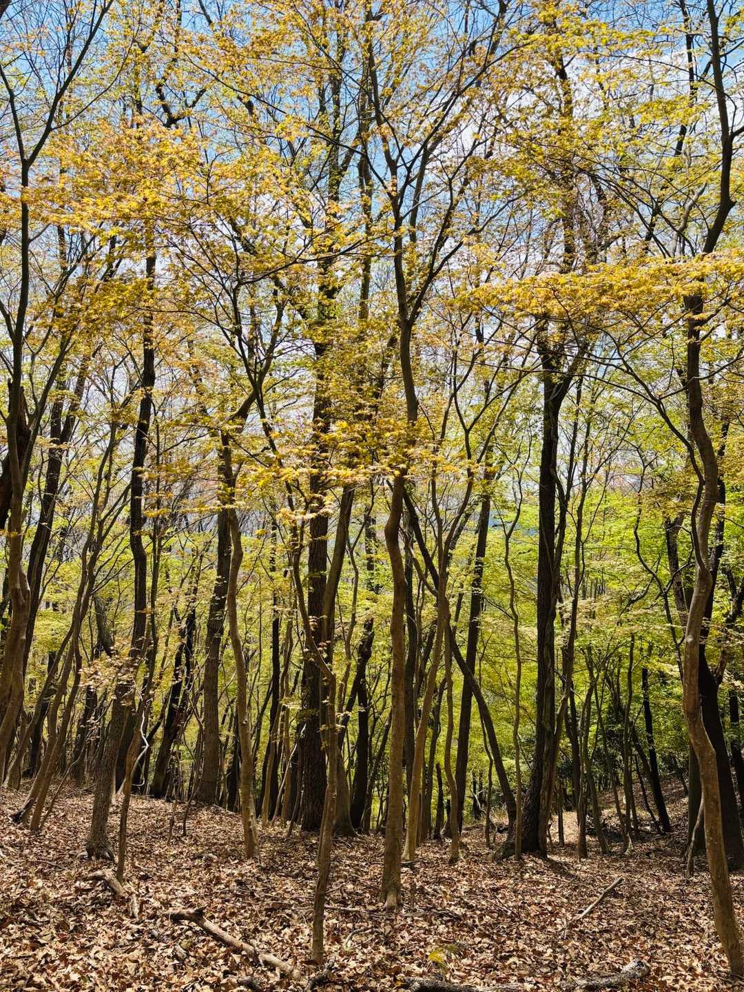 紅葉樹の森  芽吹いてます