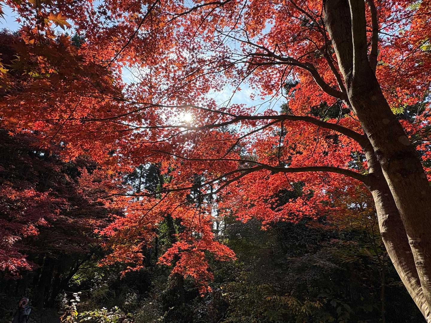 高尾山-城山(小仏城山) 縦走コースの写真
